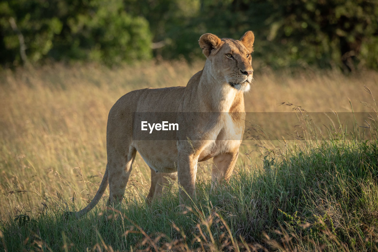 Lioness stands on grassy mound staring forwards