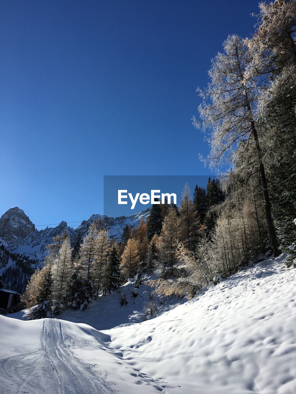 TREES AND SNOWCAPPED MOUNTAINS AGAINST CLEAR BLUE SKY