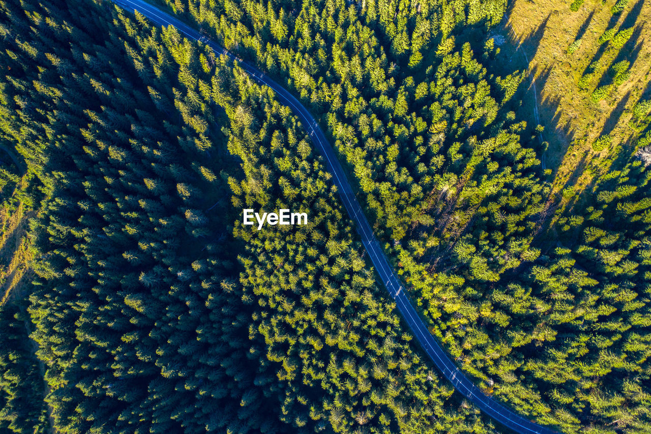 Road passing through forest, aerial view from a drone