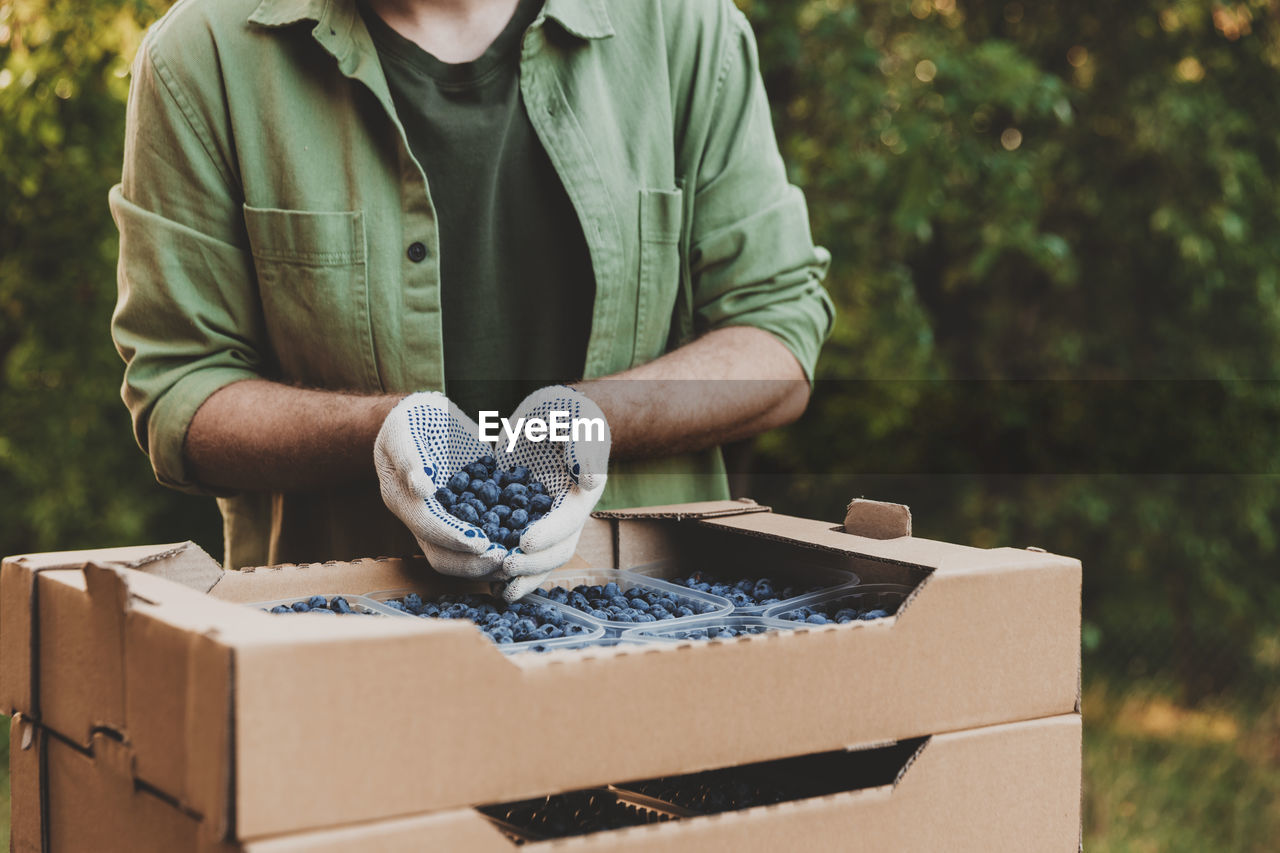 Hands of man wears green clothes holding many large blueberries over cardboard box or crate full of