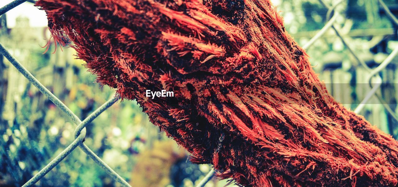 Close-up of tree against chainlink fence