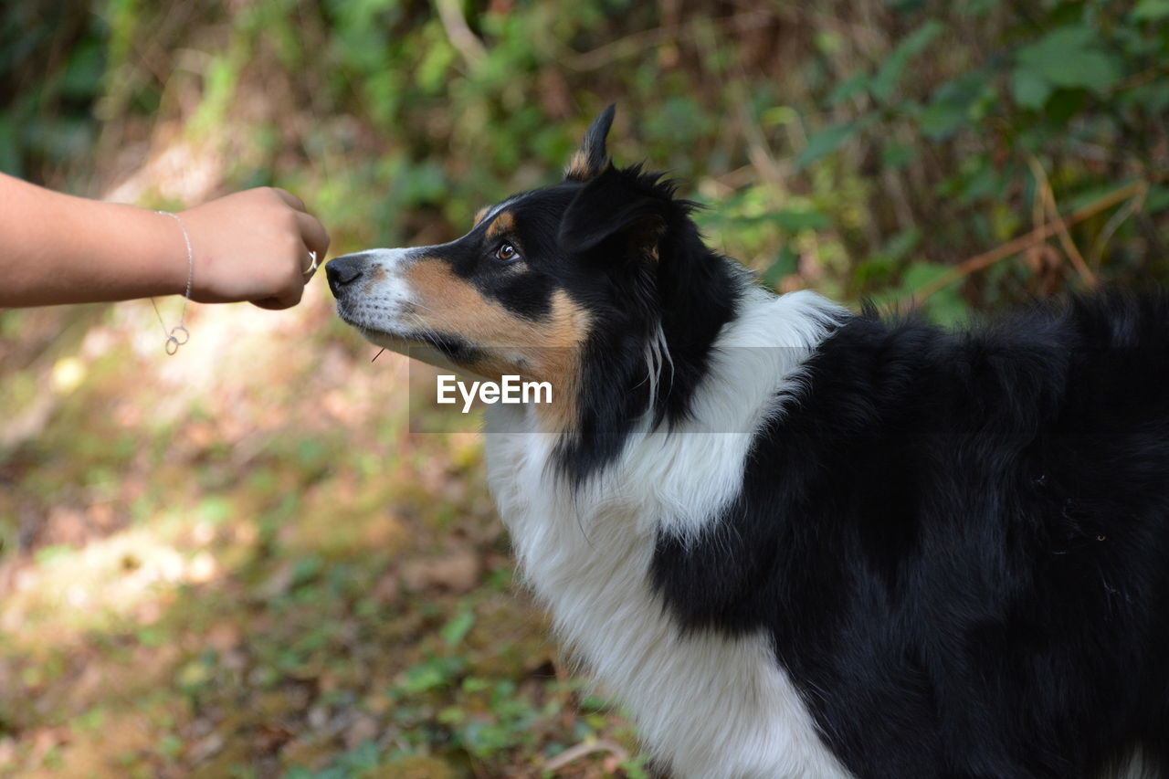 close-up of dog on field
