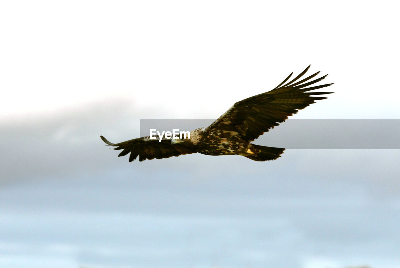 LOW ANGLE VIEW OF EAGLE FLYING IN THE SKY