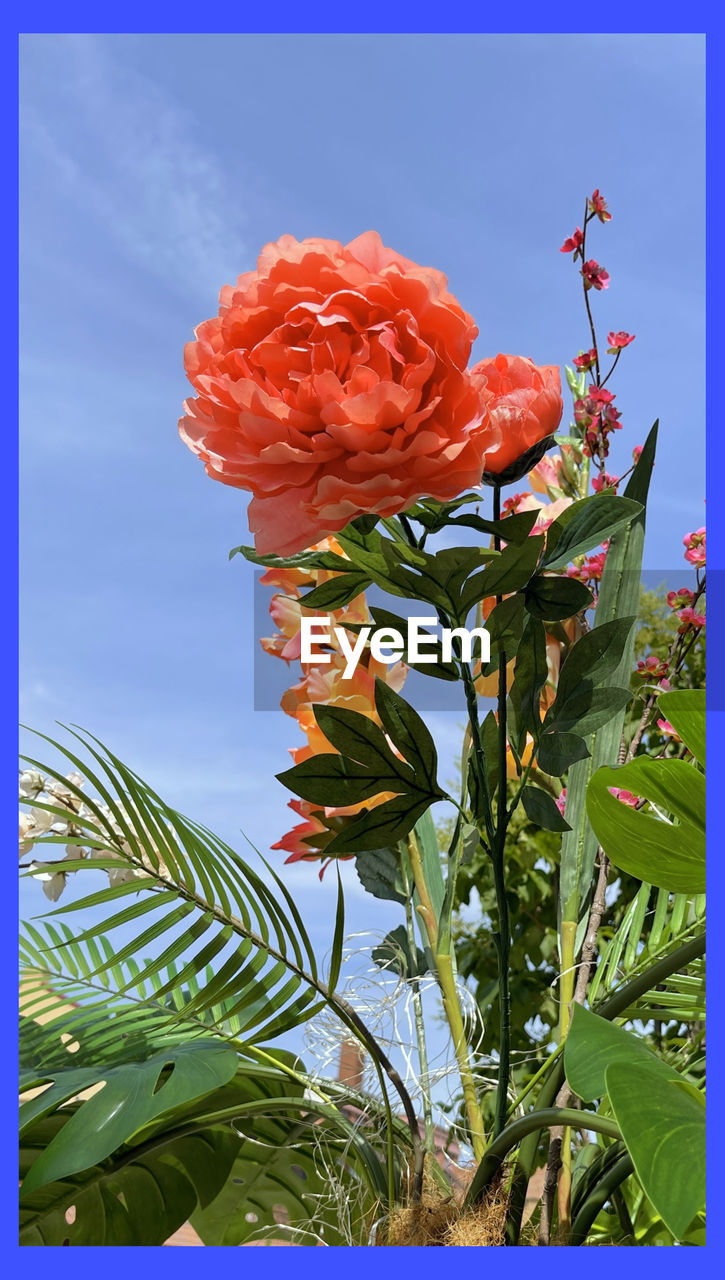 CLOSE-UP OF ROSE AGAINST SKY