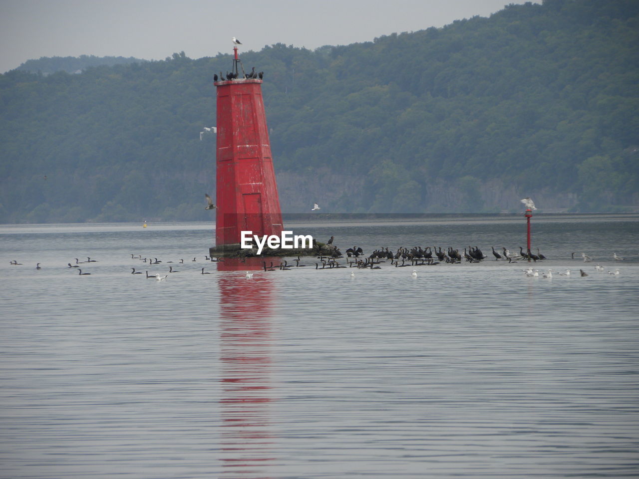 Waterfowl congregated at the red lighthouse on cayuga lake in ithaca, ny in usa