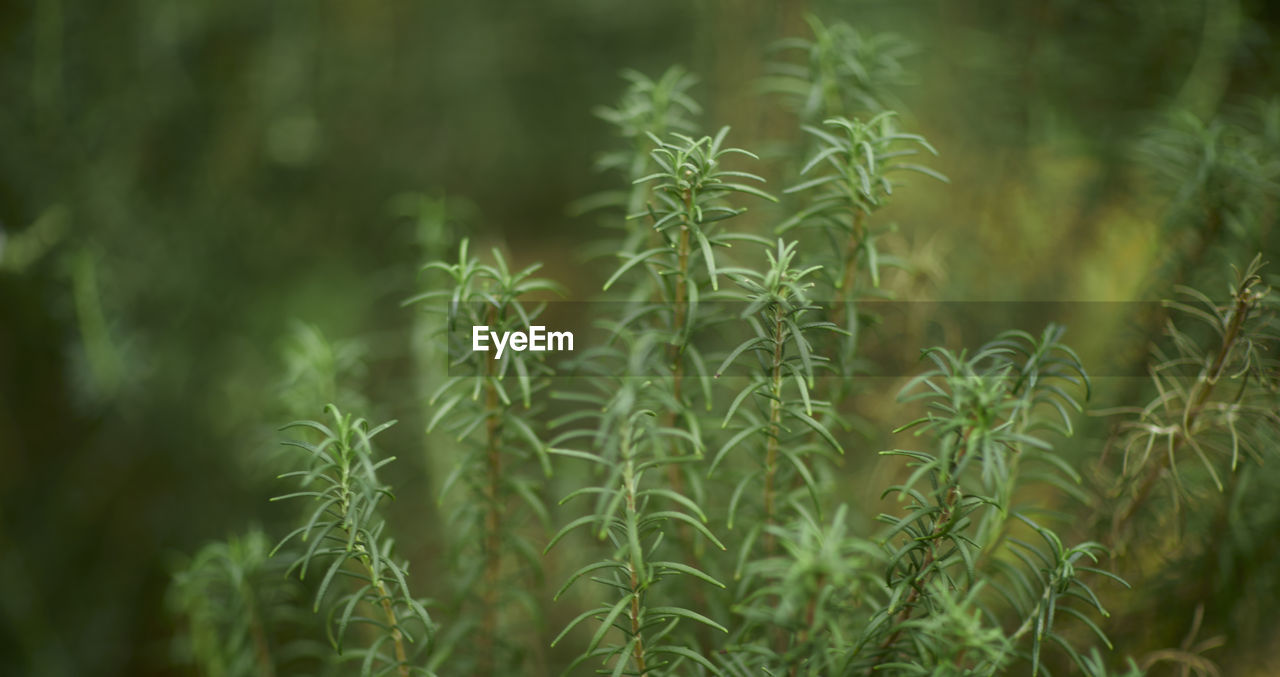 plant, growth, green, grass, beauty in nature, nature, no people, flower, land, close-up, day, focus on foreground, tranquility, outdoors, leaf, plant part, tree, prairie, freshness, selective focus, field, forest, pinaceae