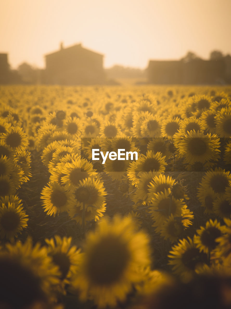 A sea of sunflowers in tuscany