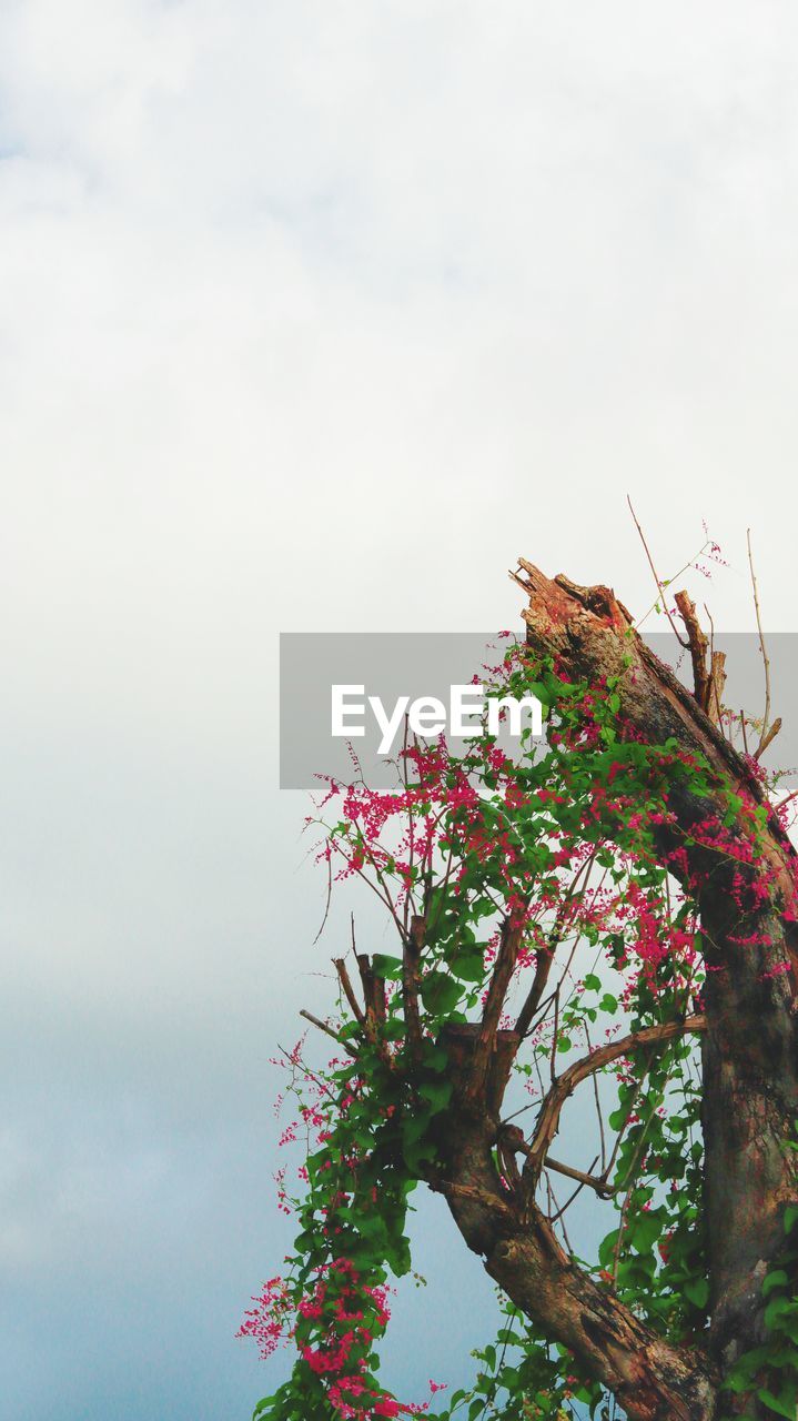 LOW ANGLE VIEW OF A FLOWERING PLANT