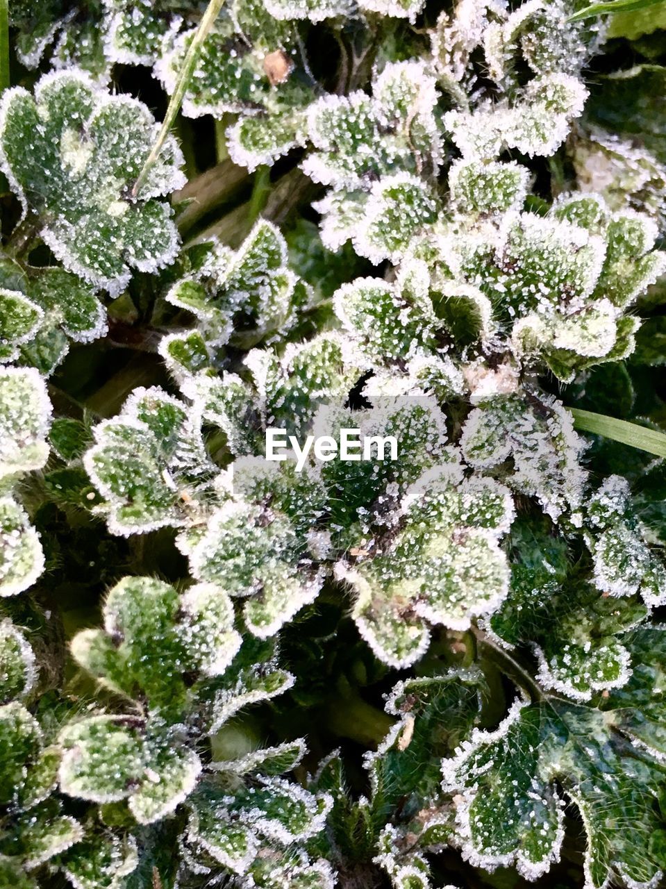 CLOSE-UP OF LEAVES