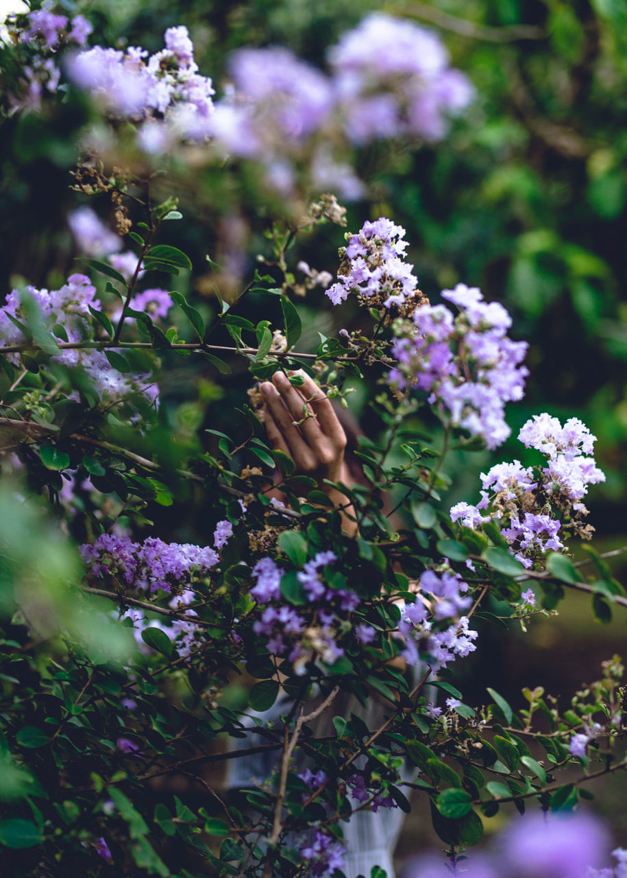 Close-up of purple flowers