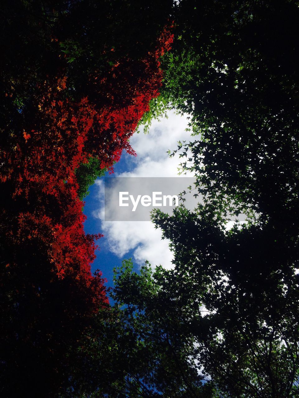 LOW ANGLE VIEW OF TREES AND SKY