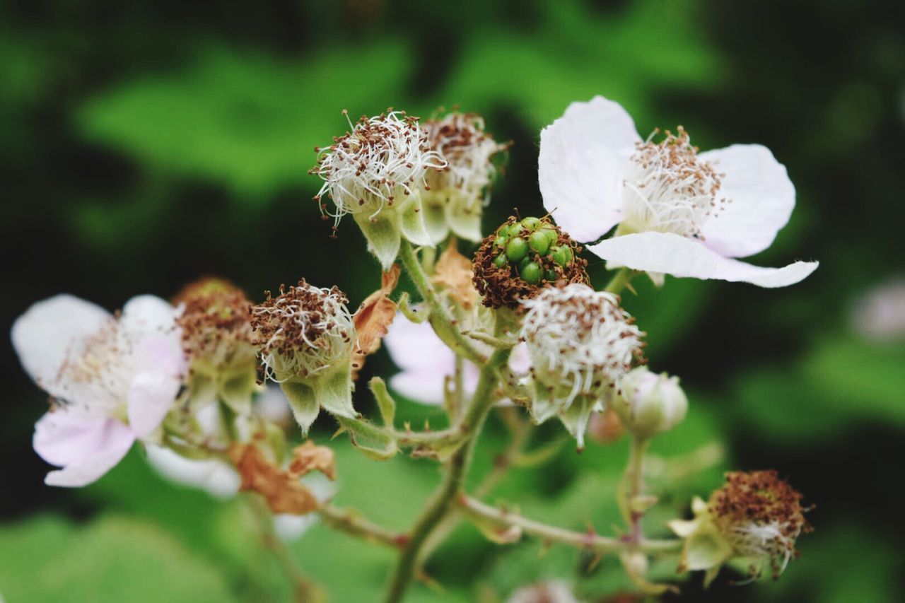 CLOSE-UP OF WHITE FLOWERS BLOOMING IN PARK