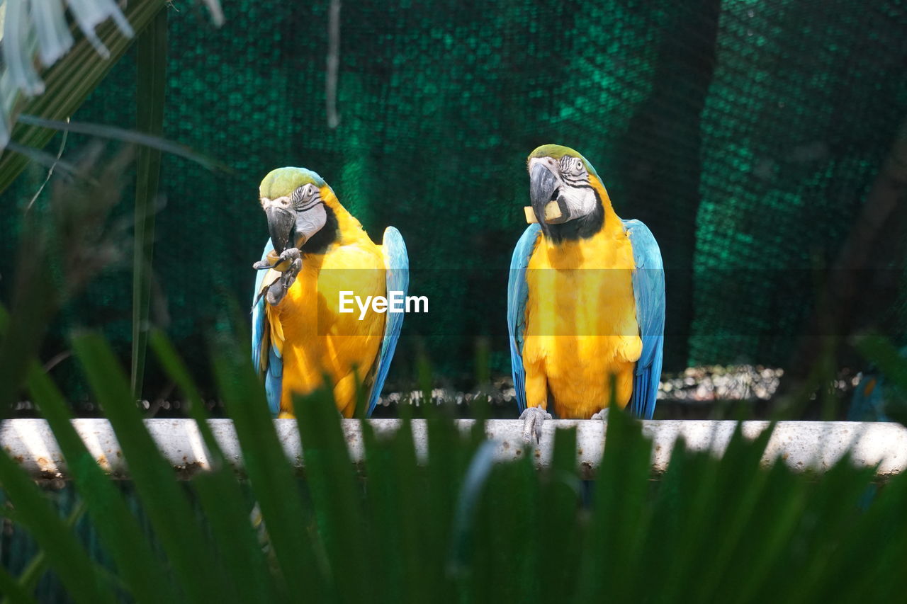 Two birds perching in cage