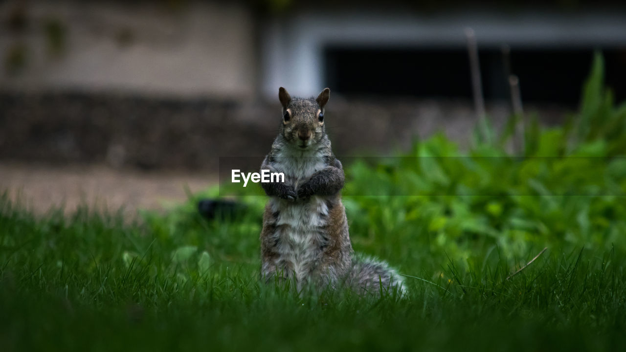 Close-up of squirrel on field