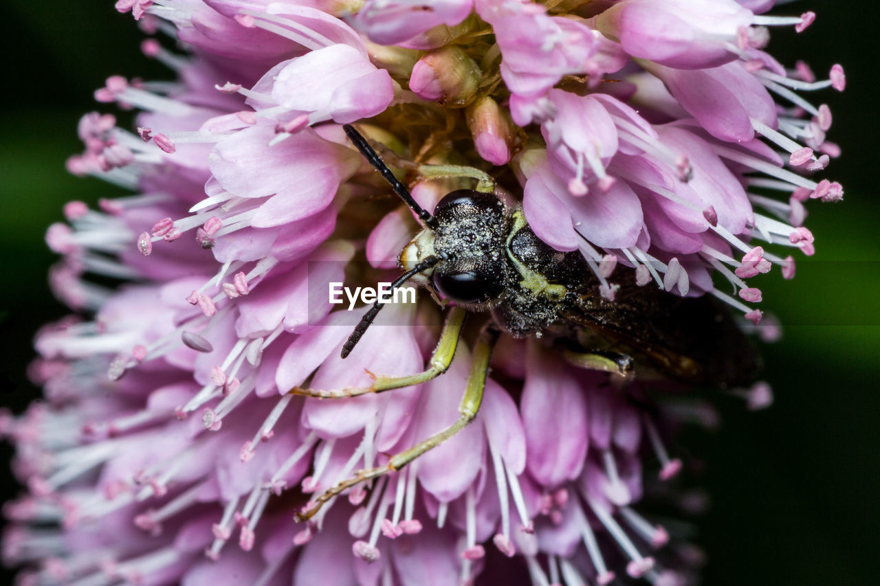 CLOSE-UP OF BEE ON FLOWER