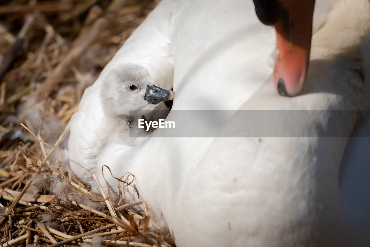 Close-up of a cygnet in nest with mother 