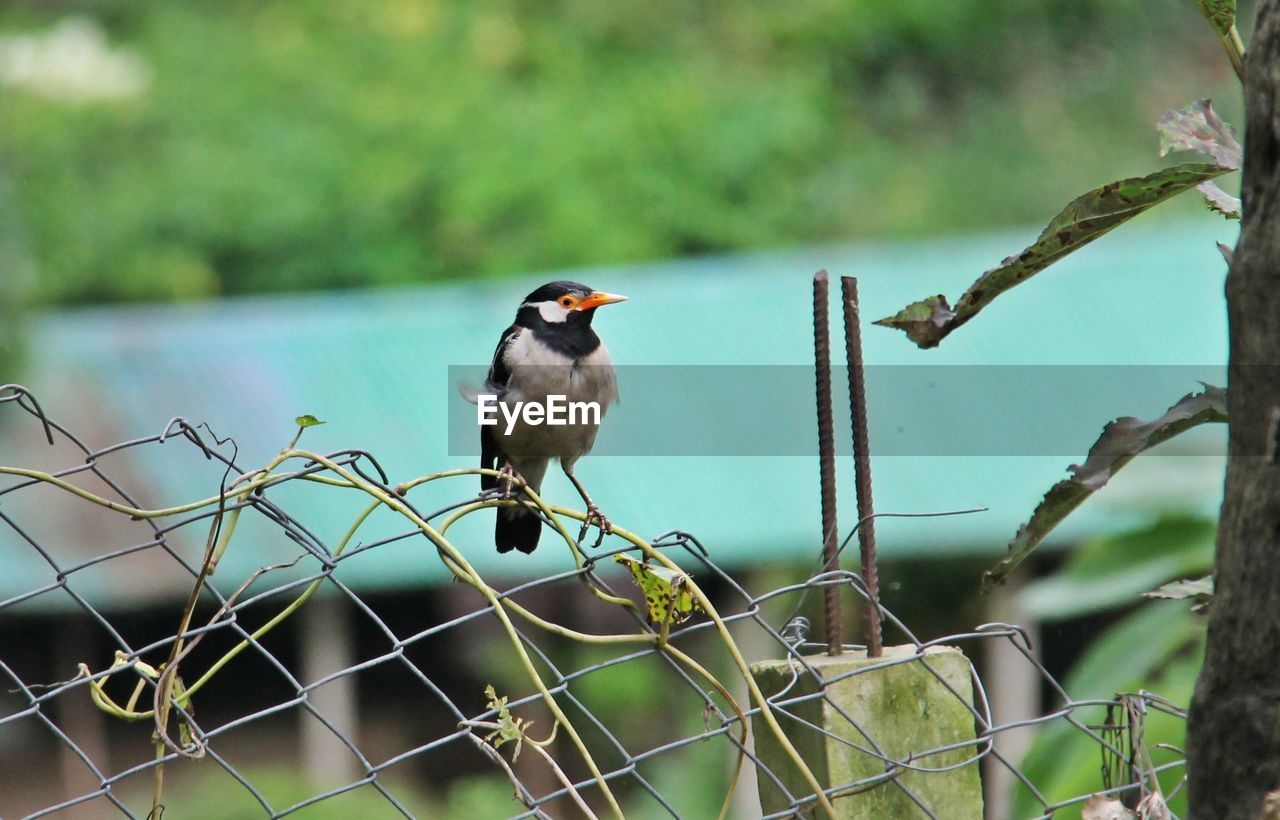 Bird perching on chainlink fence