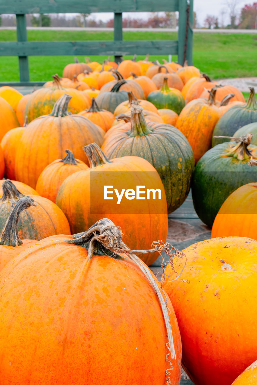 STACK OF PUMPKINS AT MARKET