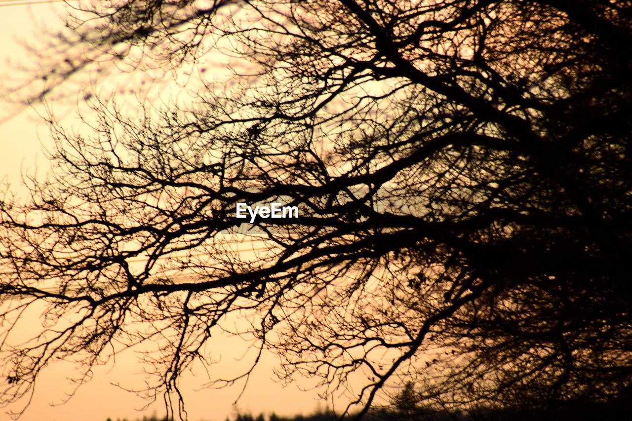 LOW ANGLE VIEW OF TREES AGAINST SKY