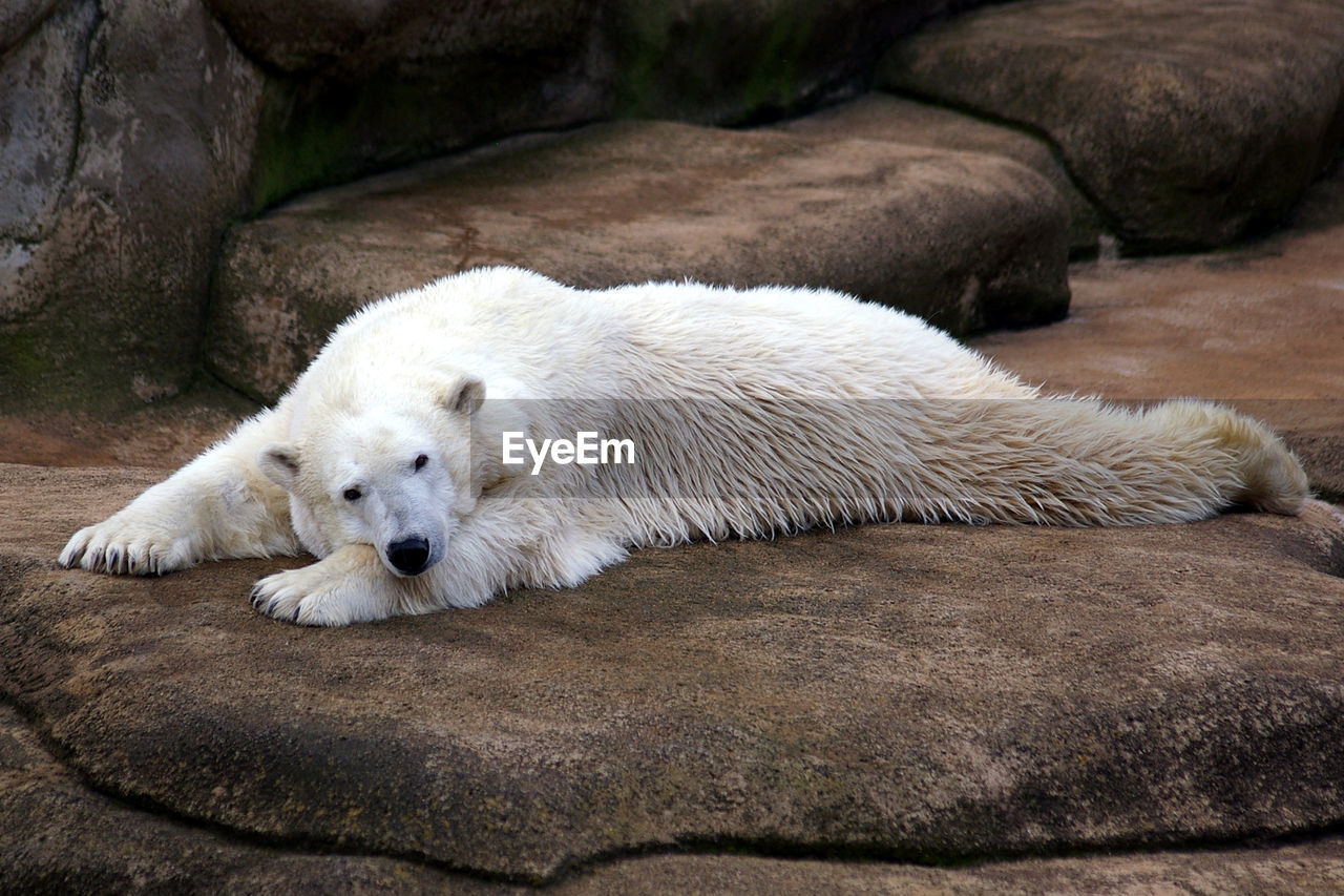 Polar bear lying on rock in zoo