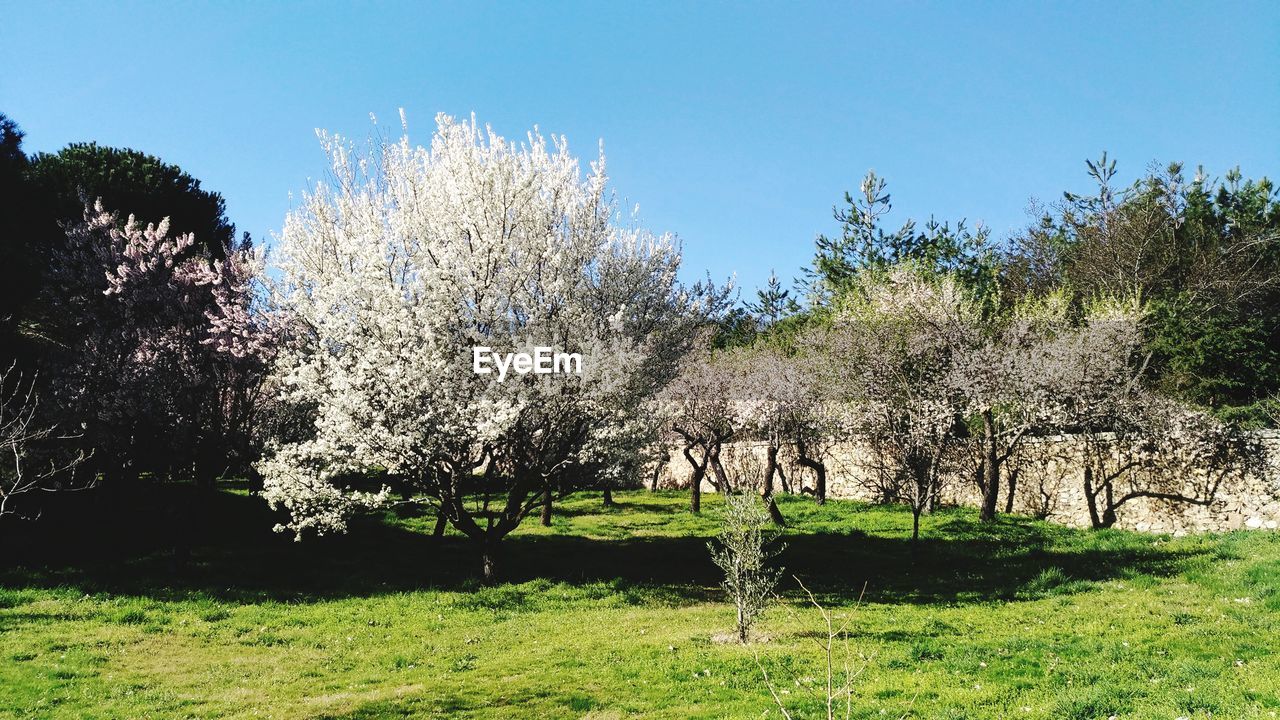 View of blooming tree in park