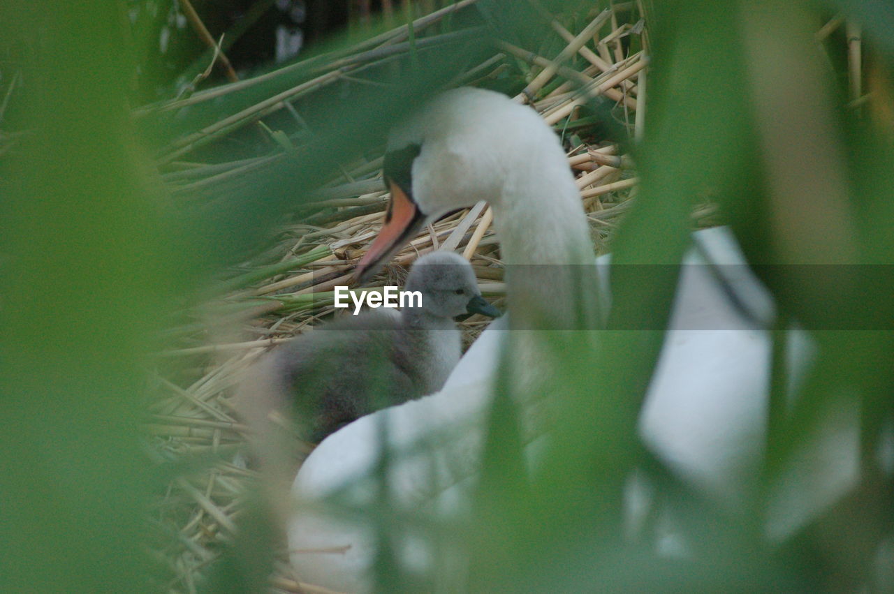 Close-up of white duck