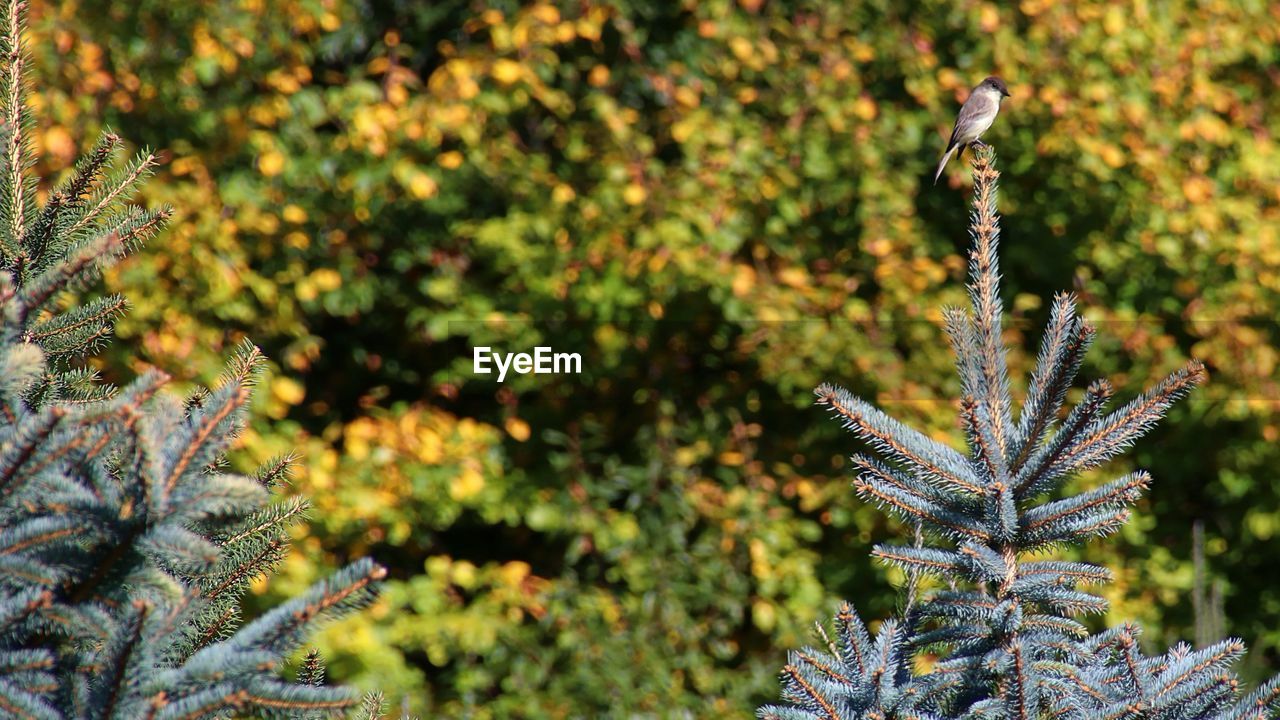 Close-up of bird on top of pine tree during winter
