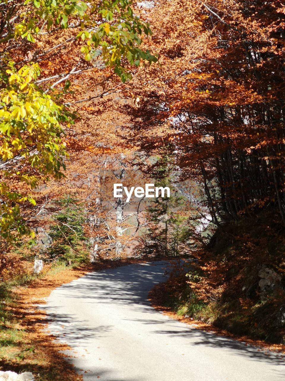 ROAD AMIDST PLANTS IN FOREST