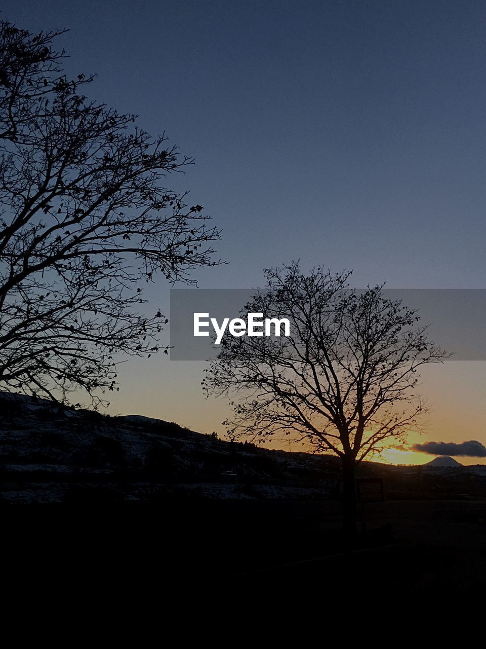 SILHOUETTE OF BARE TREE AGAINST CLEAR SKY