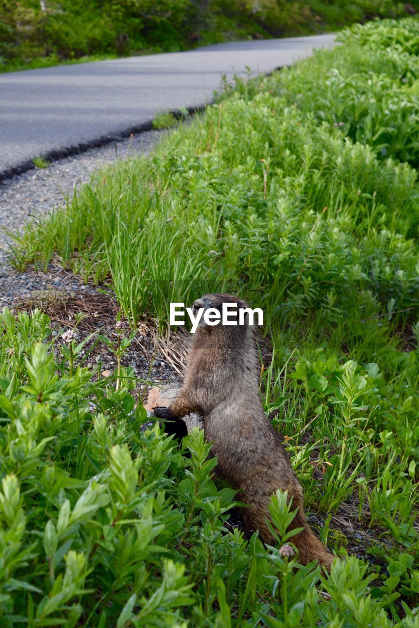 High angle view of otter by plants on field