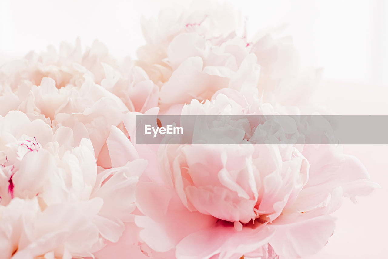 CLOSE-UP OF WHITE FLOWER BOUQUET AGAINST PINK BACKGROUND