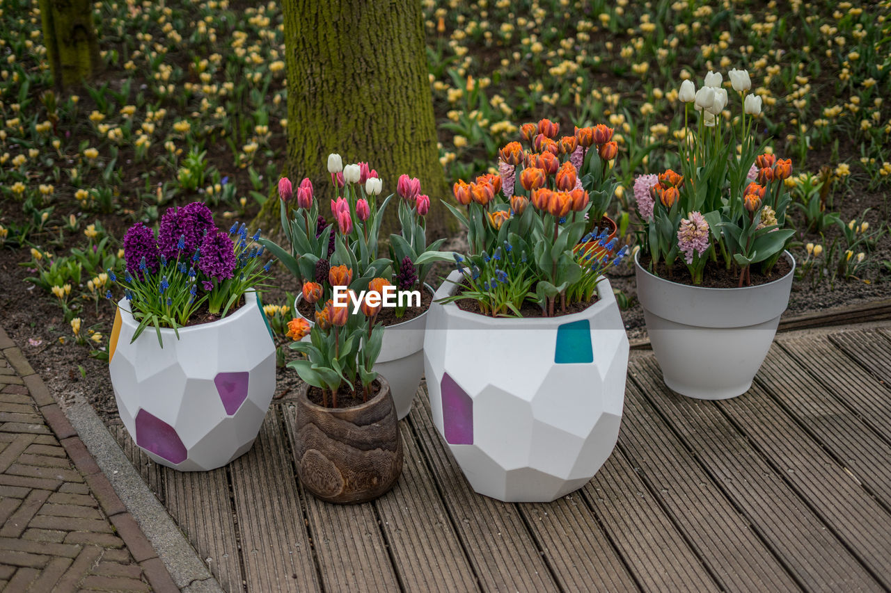 CLOSE-UP OF POTTED PLANT WITH WHITE FLOWERS