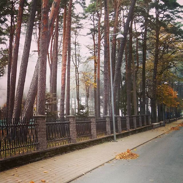 TREES IN THE PARK