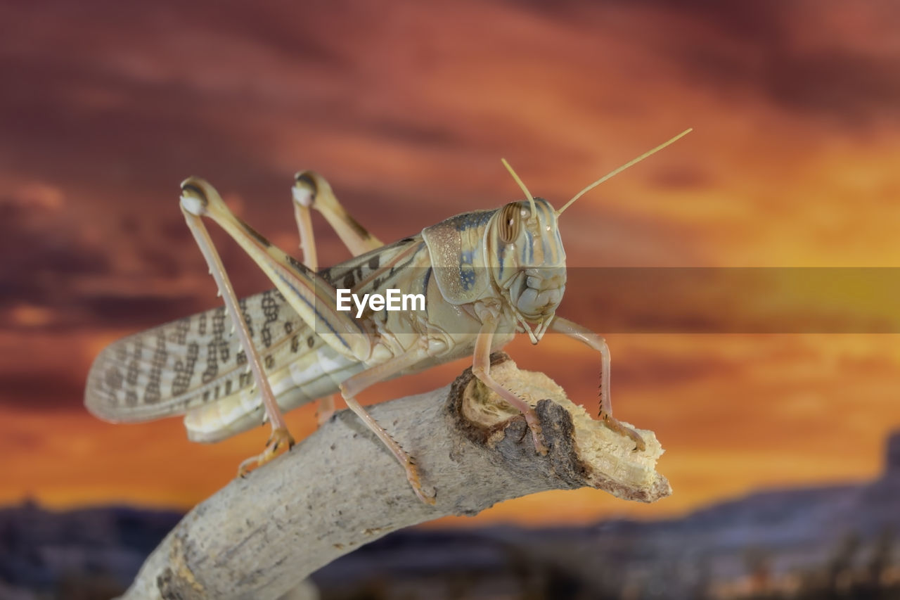 A closeup of a locust resting on a branch taken in al ain, united arab emirates, middle east