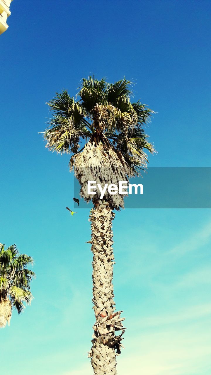 LOW ANGLE VIEW OF TREE AGAINST BLUE SKY