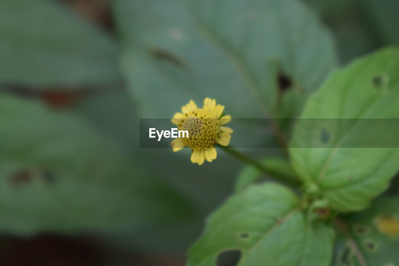 Close-up of yellow flower blooming outdoors