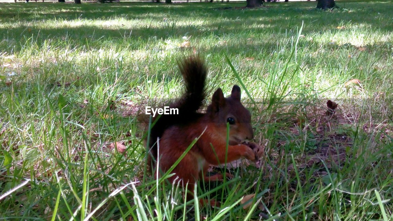 VIEW OF SQUIRREL ON FIELD