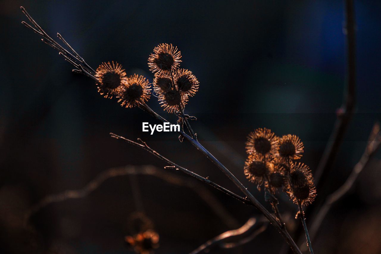 Close-up of wilted plant