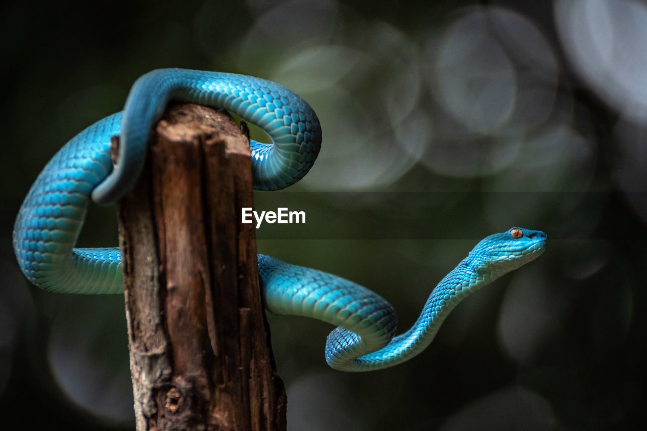 green, snake, blue, animal themes, reptile, animal, animal wildlife, one animal, serpent, macro photography, close-up, wildlife, no people, nature, animal body part, tree, focus on foreground, poisonous, outdoors