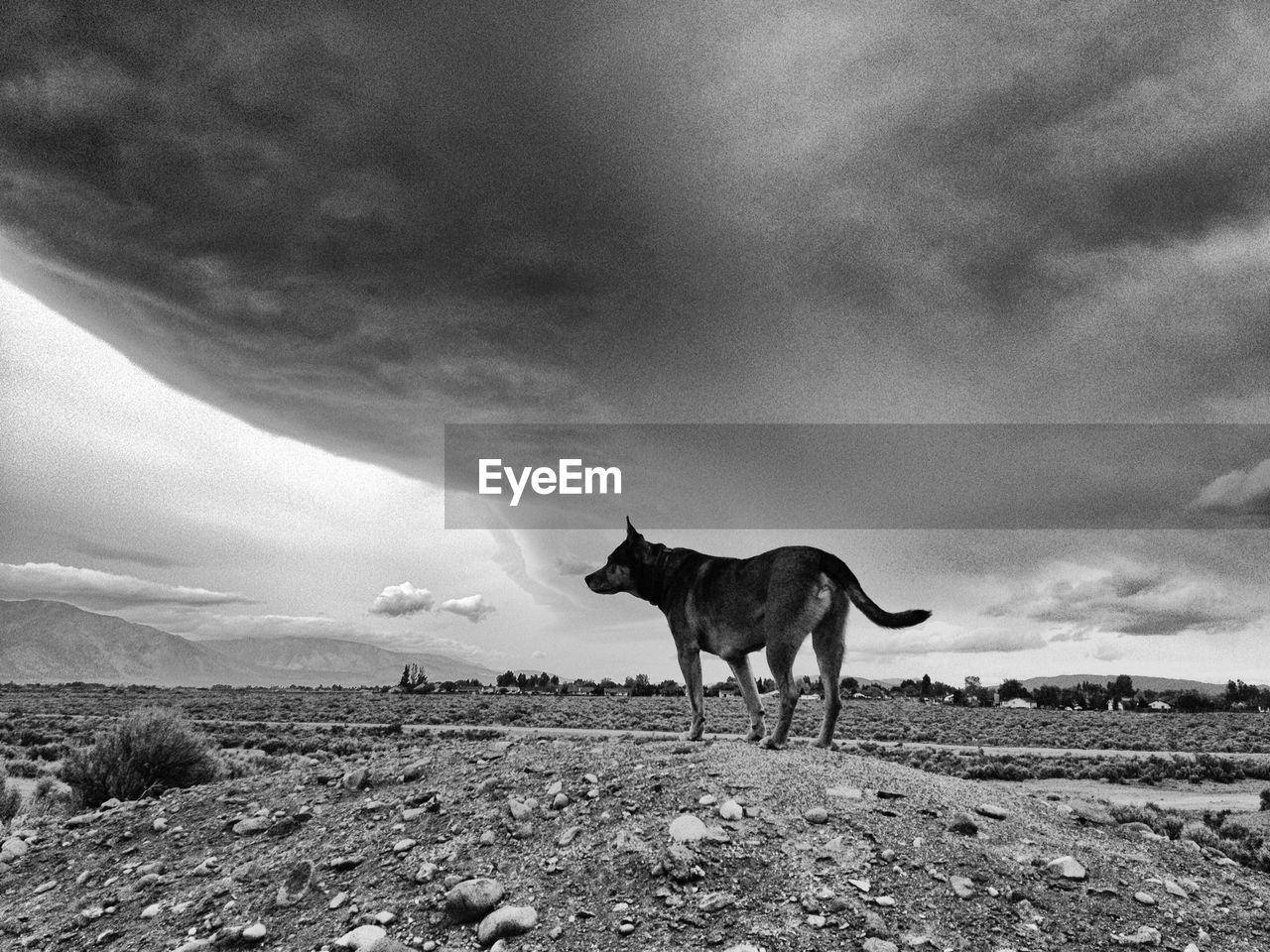 Low angle view of dog on field against cloudy sky