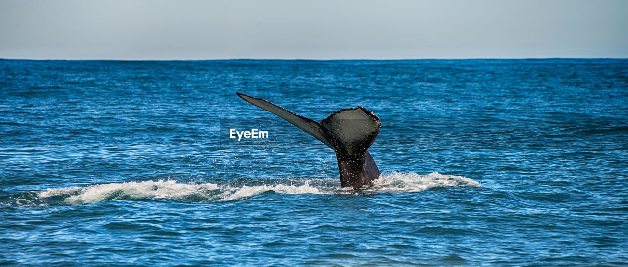 Humpback whale in the sea