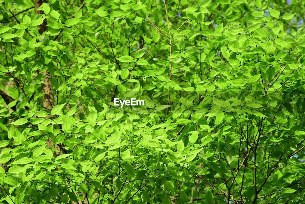 FULL FRAME SHOT OF FRESH GREEN LEAVES ON LAND