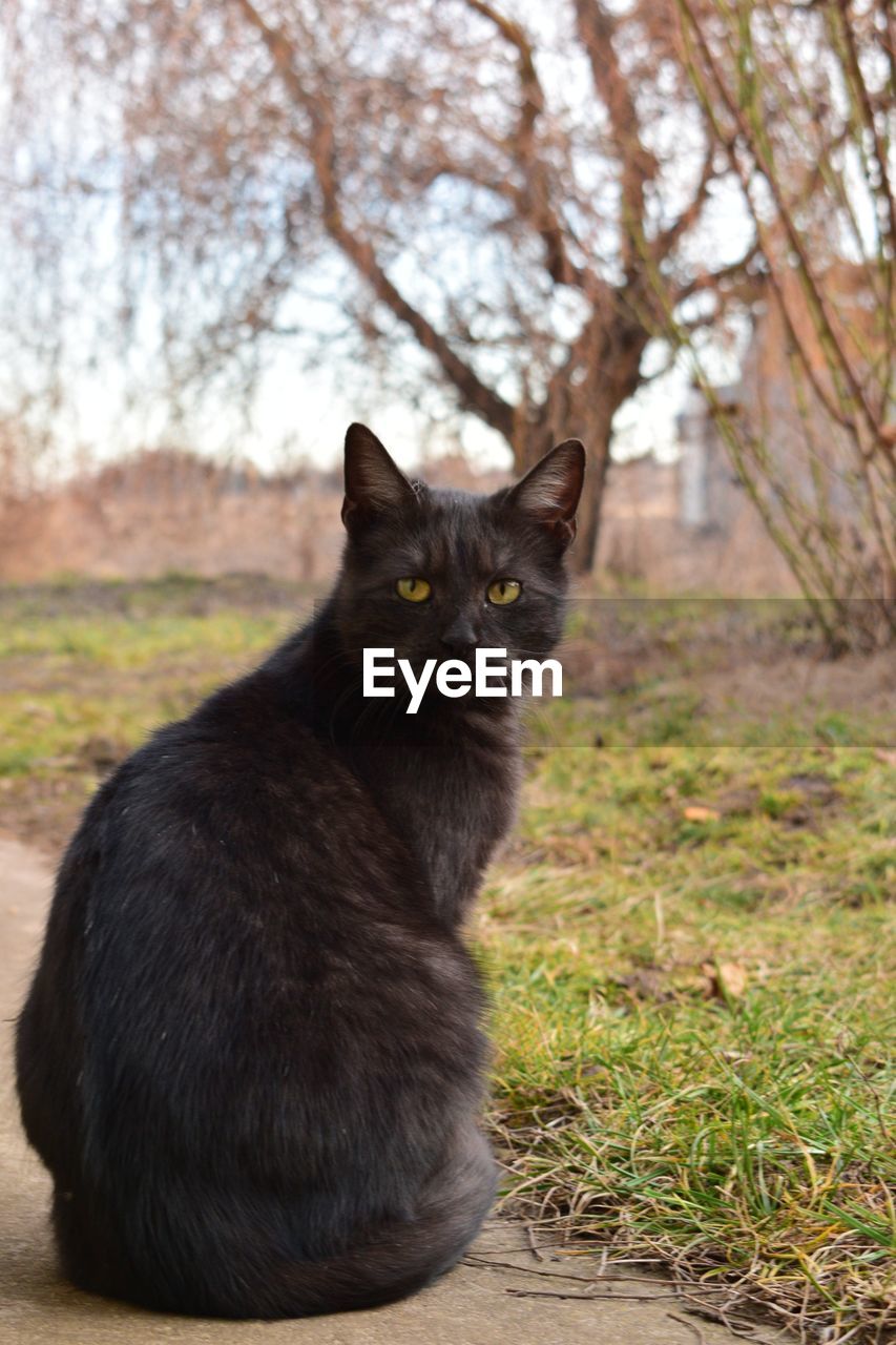 CLOSE-UP PORTRAIT OF BLACK CAT SITTING OUTDOORS