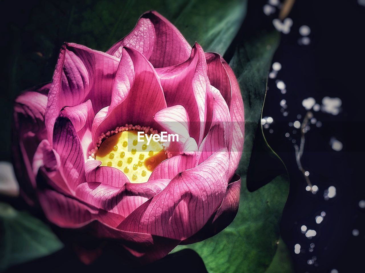 Close-up of pink lotus water lily