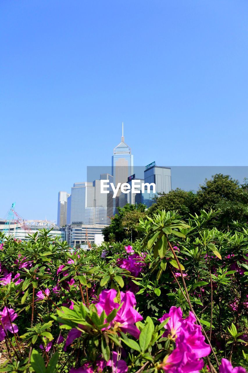 Low angle view of flowers blooming on tree against clear sky