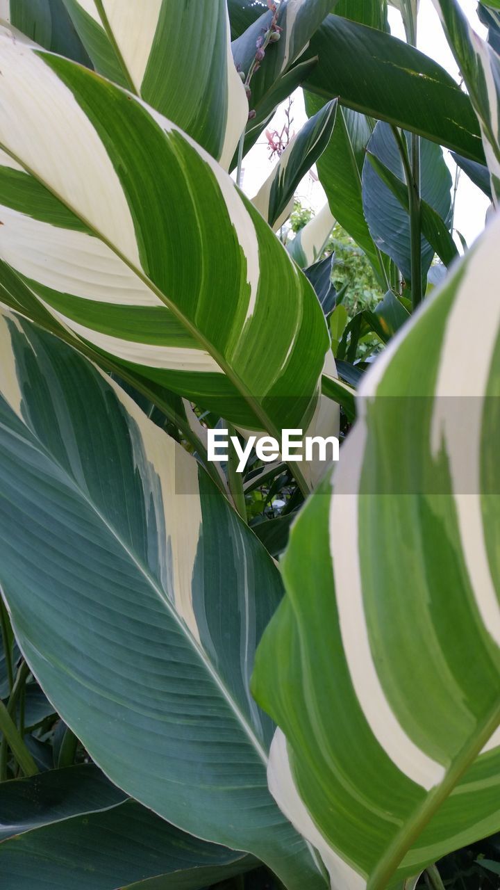 Close-up of green leaves