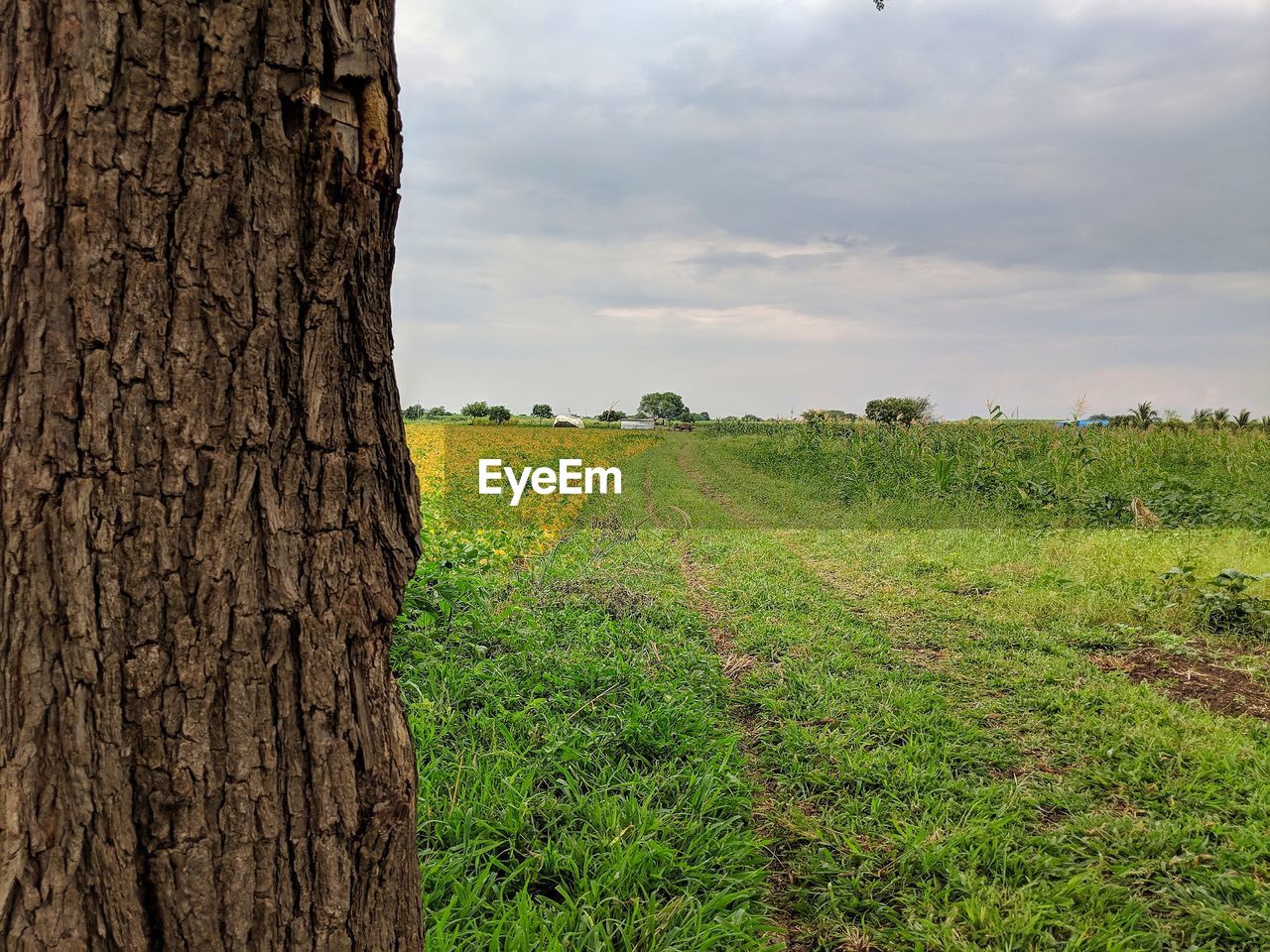 SCENIC VIEW OF FARM AGAINST SKY