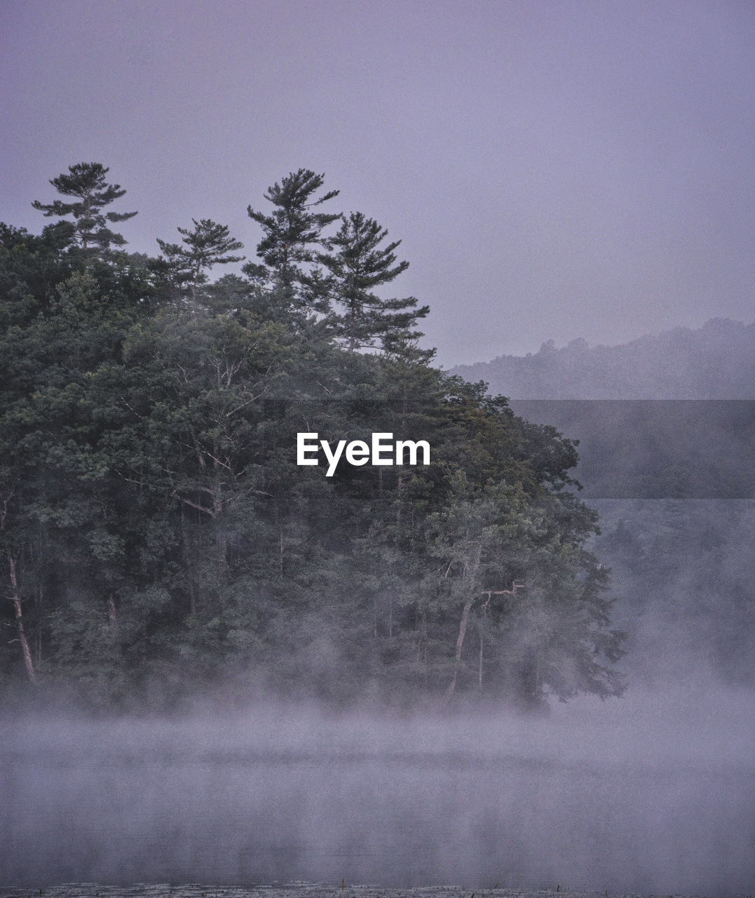 Scenic view of forest against sky