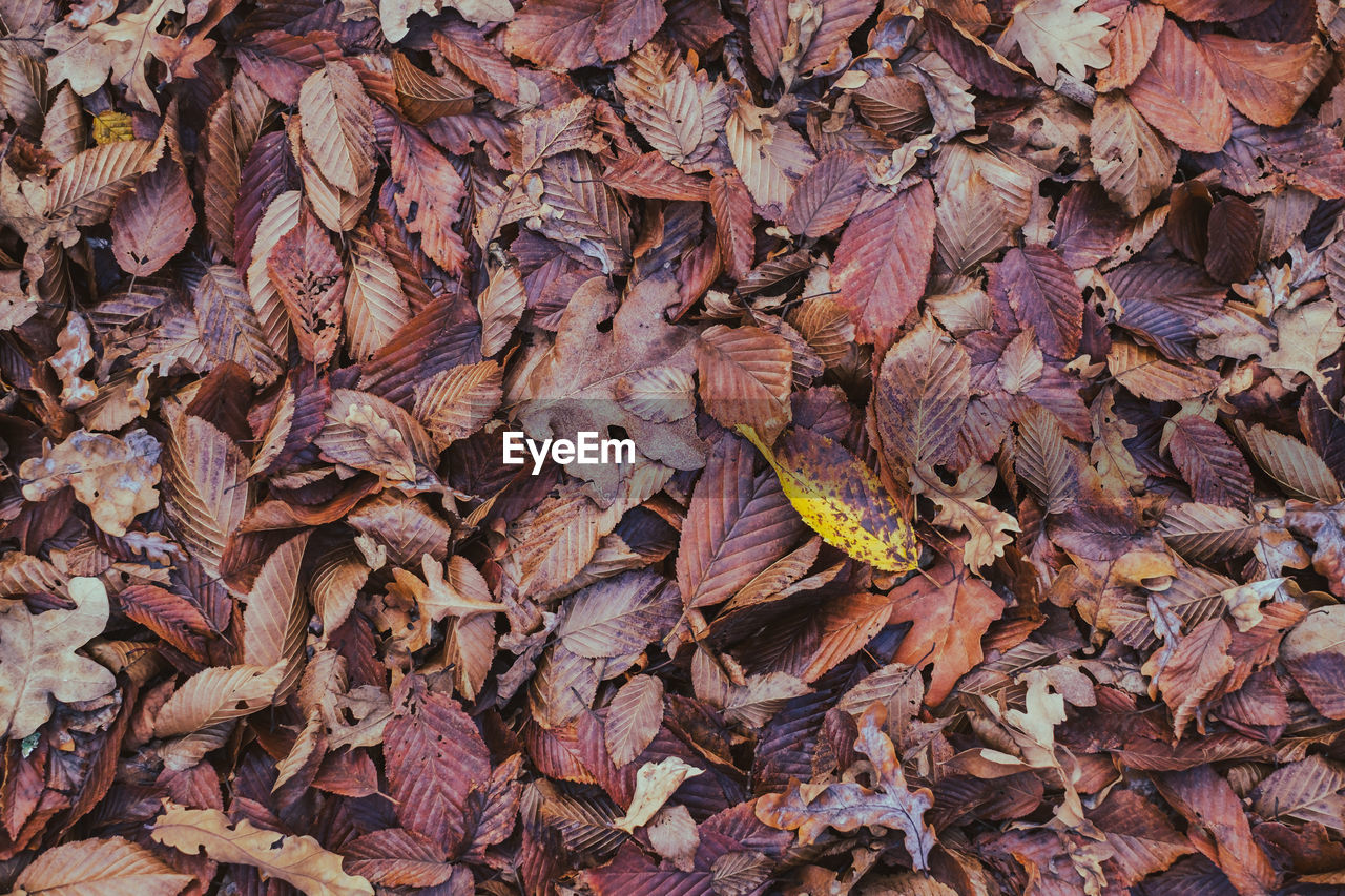 Full frame shot of dried autumn leaves on field