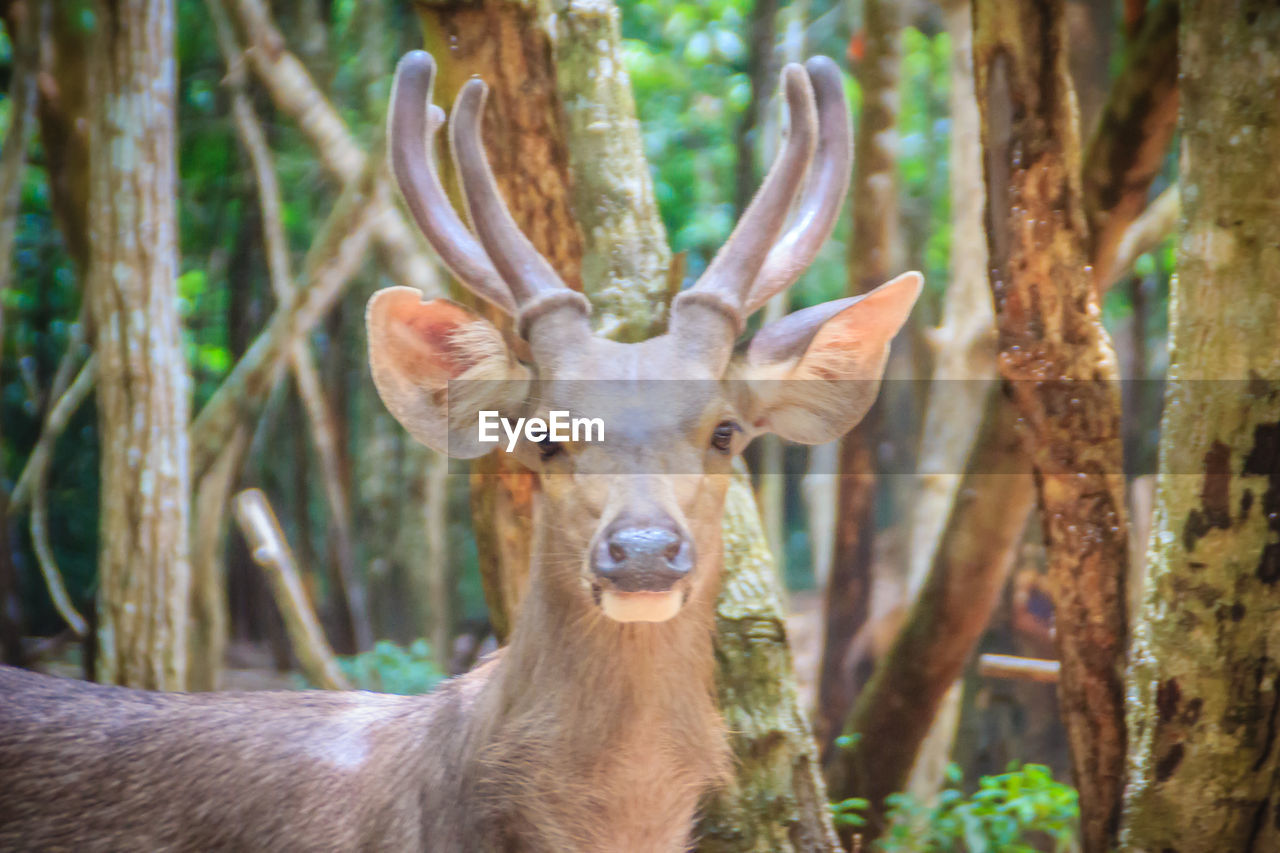 PORTRAIT OF DEER IN FOREST